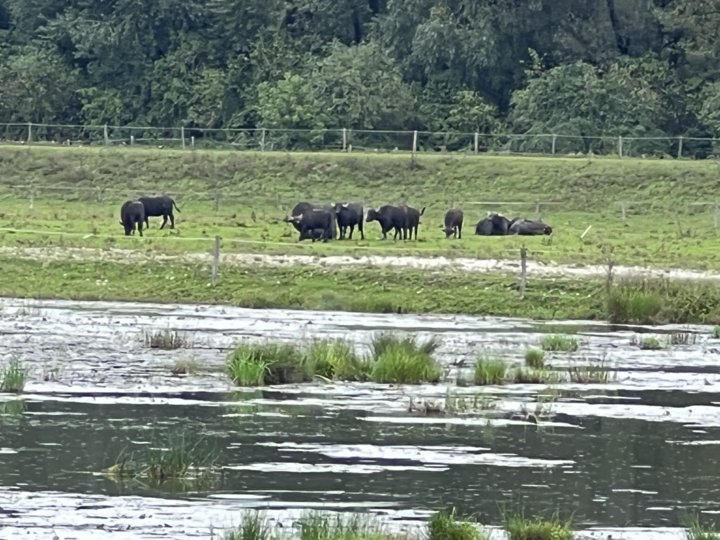 Lagunengebiet von Ormož_3