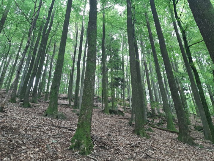 Eichenwälder im Pfälzer Wald