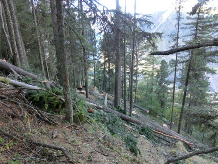 Am Kemater Berg, hier am Schlagort Wasserfalleck wird erfolgreich Hubschrauberbringung eingesetzt. Es werden gleichzeitig kleinflächige reife Baumgruppen entnommen, während ausreichend Bestockung für die Erfüllung der Schutzfunktion besteht und so optimale Verjüngungskerne geschaffen werden können.